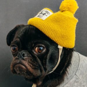 pet shop 14