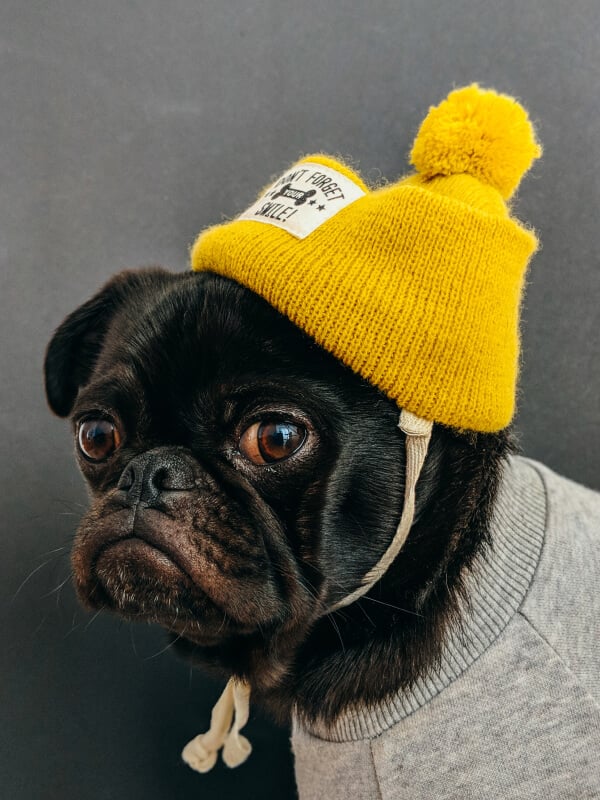 pet shop 14 pet shop 14