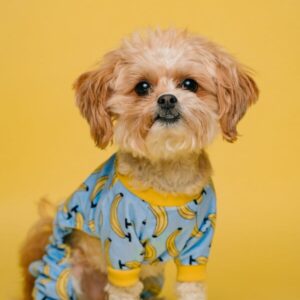 pet shop 19