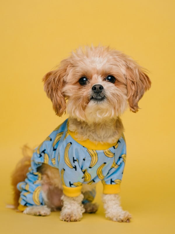 pet shop 19 pet shop 19