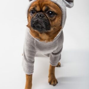 pet shop 24