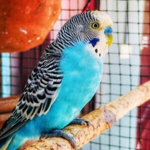 pet shop 25